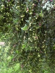 Arbequina Zeytin Fidanı (3 Yaş) 150-170 cm Tüplü