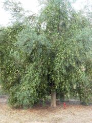 Arbequina Zeytin Fidanı (3 Yaş) 150-170 cm Tüplü