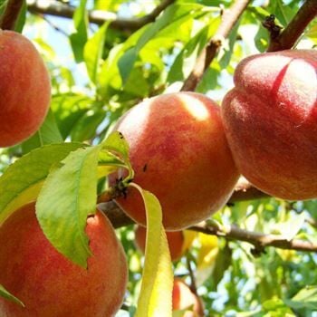Tüplü Bursa Yarma Şeftali Fidanı (3 Yaş)