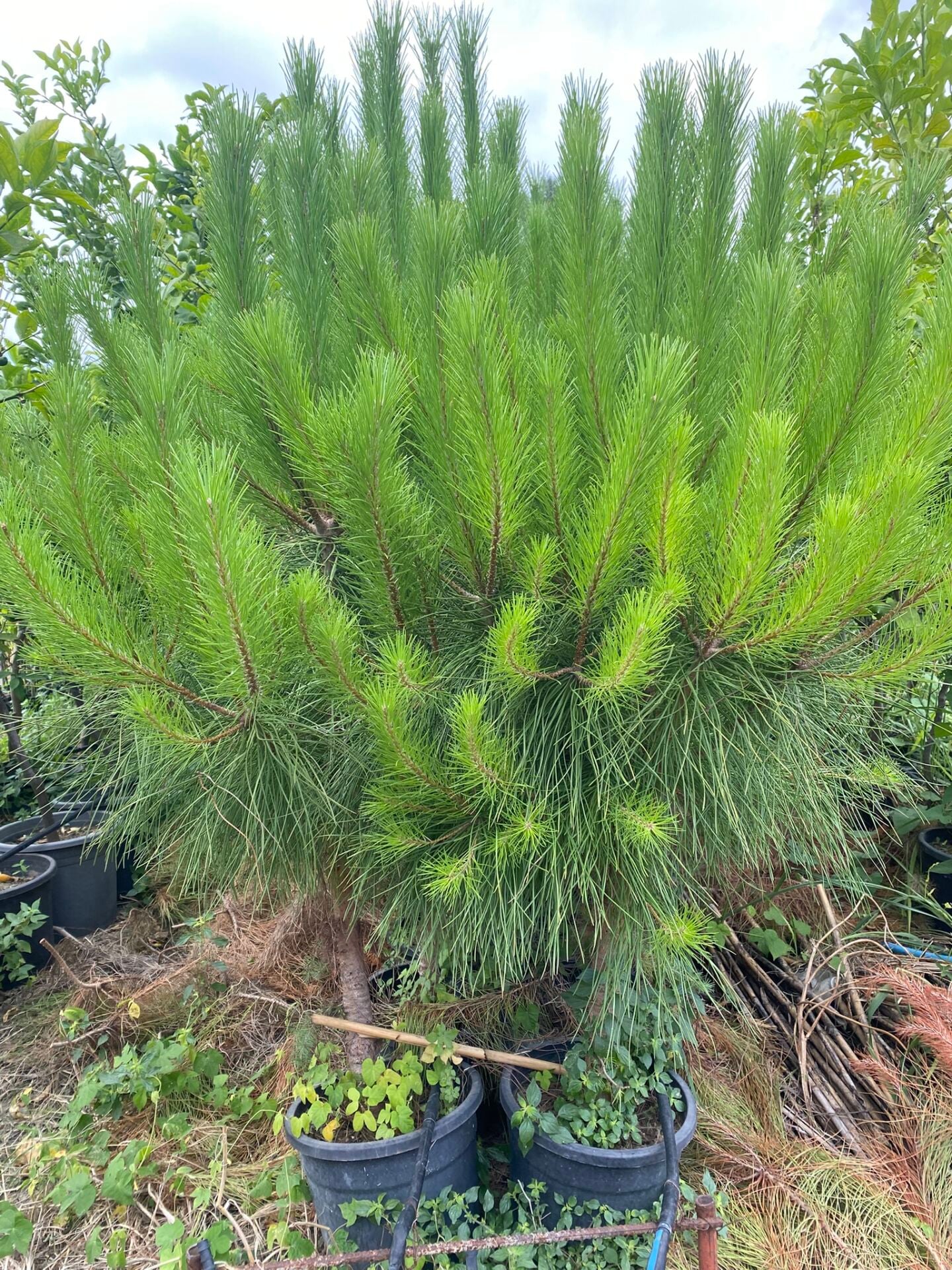 Saksılı Fıstık Çamı Fidanı – 5 Yaşında | Pinus pinea