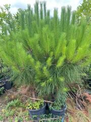 Saksılı Fıstık Çamı Fidanı – 5 Yaşında | Pinus pinea