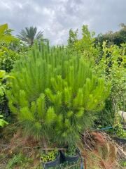Saksılı Fıstık Çamı Fidanı – 5 Yaşında | Pinus pinea