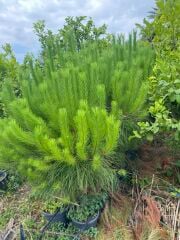 Saksılı Fıstık Çamı Fidanı – 5 Yaşında | Pinus pinea