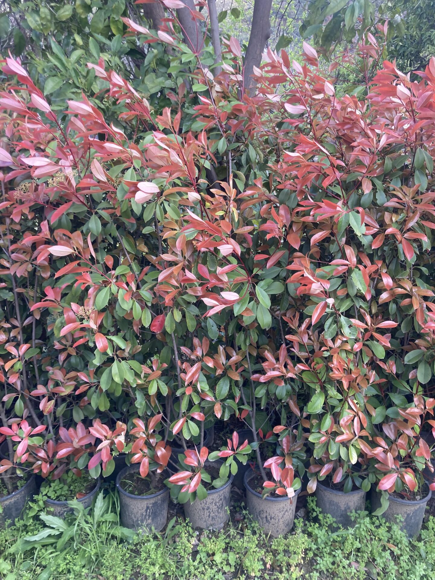 Alev Çalısı Fidanı 150-200 cm – Photinia Red Robin | Gösterişli Çit ve Peyzaj Bitkisi
