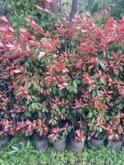 Alev Çalısı Fidanı 150-200 cm – Photinia Red Robin | Gösterişli Çit ve Peyzaj Bitkisi