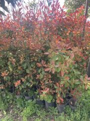 Alev Çalısı Fidanı 150-200 cm – Photinia Red Robin | Gösterişli Çit ve Peyzaj Bitkisi