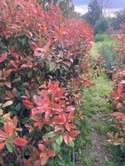 Alev Çalısı Fidanı 150-200 cm – Photinia Red Robin | Gösterişli Çit ve Peyzaj Bitkisi