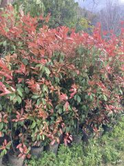 Alev Çalısı Fidanı 150-200 cm – Photinia Red Robin | Gösterişli Çit ve Peyzaj Bitkisi