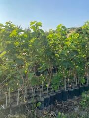 Urmu Dut Fidanı – 3 Yaş | 150-200 cm | Tüplü