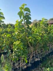 Urmu Dut Fidanı – 3 Yaş | 150-200 cm | Tüplü