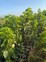 Urmu Dut Fidanı – 3 Yaş | 150-200 cm | Tüplü