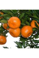Tüplü Aşılı Miho Wase Mandalina Fidanı 2 Yaş(100-120 Cm)