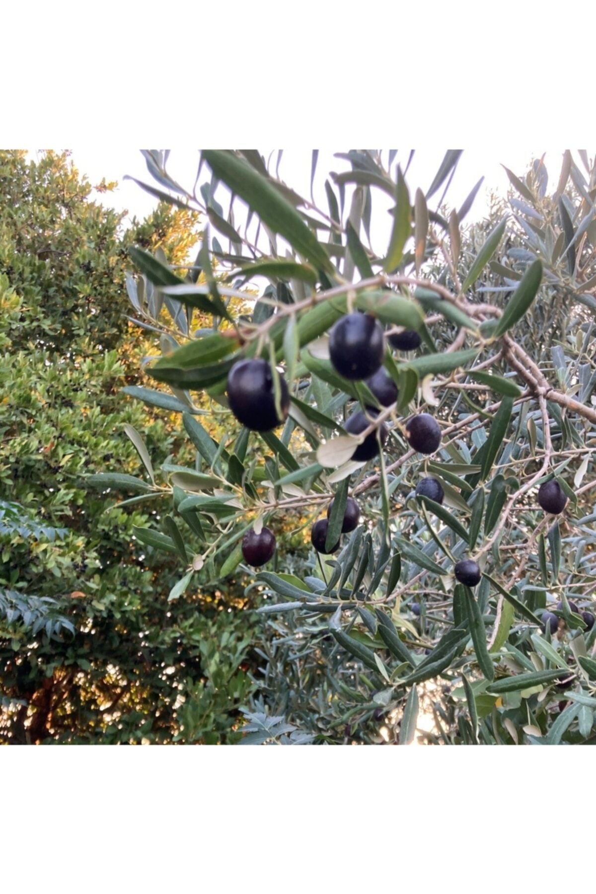 Saksıda Yarı Bodur 7-10 Kutur Gemlik Zeytin Fidanı 4-5 Yaş 50-70 cm Boy