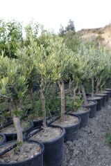 Saksıda Yarı Bodur 7-10 Kutur Gemlik Zeytin Fidanı 4-5 Yaş 50-70 cm Boy
